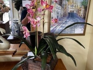 An Orchid Plant on the Corner Table Image