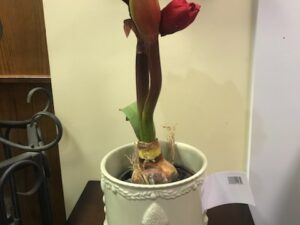 A Red Flower in an Antique Pot Image